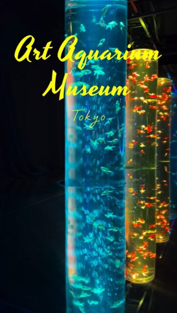 Tucked inside Ginza Mitsukoshi in the heart of Tokyo, Art Aquarium Museum Ginza transforms thousands of graceful goldfish into living works of art. Surrounded by dazzling lights, soothing music, and delicate fragrance, these elegant creatures dance through beautifully designed tanks inspired by Edo-period aesthetics — from glowing lanterns to kaleidoscopic displays. A mesmerizing blend of tradition and modern art that creates a dreamy, unforgettable underwater fantasy right in bustling Ginza. #ArtAquariumMuseum #ArtAquariumGinza #Ginza #Tokyo #japantravel