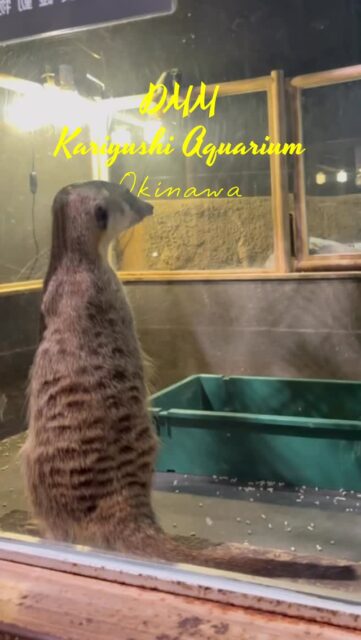 Step into the charming meerkat zone at DMM Kariyushi Aquarium in Okinawa and meet these curious, upright little sentinels! Watch the playful meerkats stand tall on their hind legs, scanning their surroundings with big bright eyes, digging, foraging, and interacting cutely with each other. Their lively personalities and interactive habitat make them one of the aquarium’s biggest crowd-pleasers — perfect for families and animal lovers seeking heartwarming, unforgettable moments in a magical marine setting. #DMMKariyushiAquarium #KariyushiAquarium #Okinawa #Meerkat #japantravel