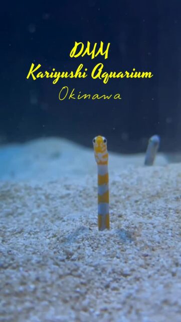 Located just 20 minutes from Naha Airport inside iias Okinawa Toyosaki, DMM Kariyushi Aquarium is a vibrant new-concept entertainment aquarium blending real marine life with stunning immersive visuals. Get up close with adorable Asian small-clawed otters, penguins, sloths, and micro pigs through interactive feeding and touching experiences. Surrounded by glowing tanks, large-scale projections of Okinawa’s sea and sky, and magical lighting, it creates a dreamy, family-friendly underwater fantasy you won’t forget. #DMMKariyushiAquarium #KariyushiAquarium #OkinawaAquarium #Okinawa #japantravel