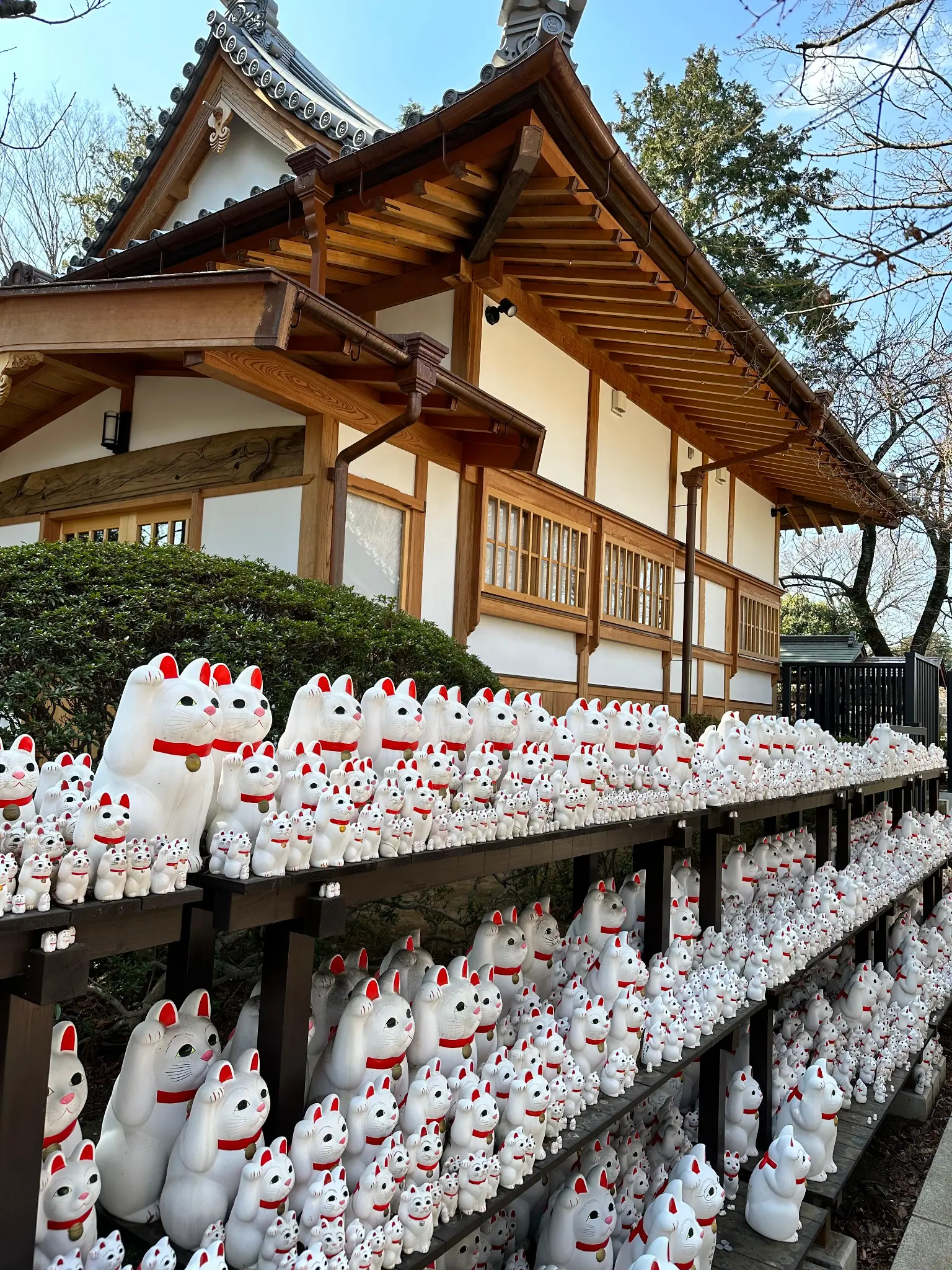 Rows of Maneki-neko statues on shelves at Gotokuji Temple