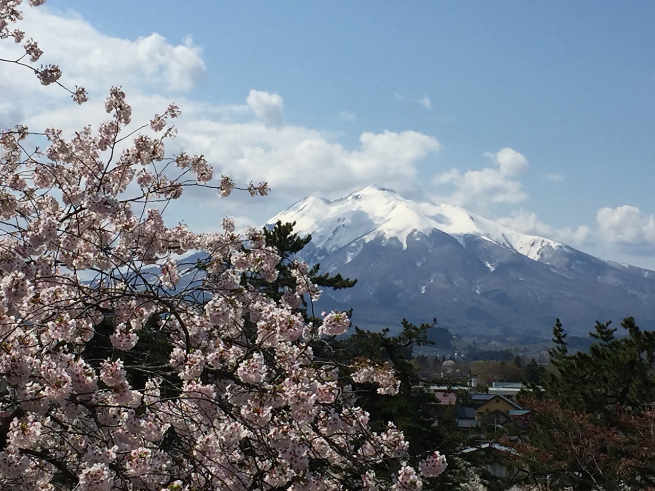 Hirosaki Park Cherry Blossoms