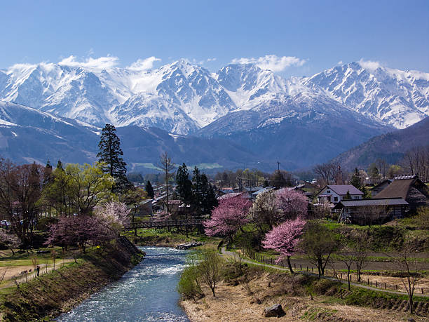 Nagano Cherry Blossoms