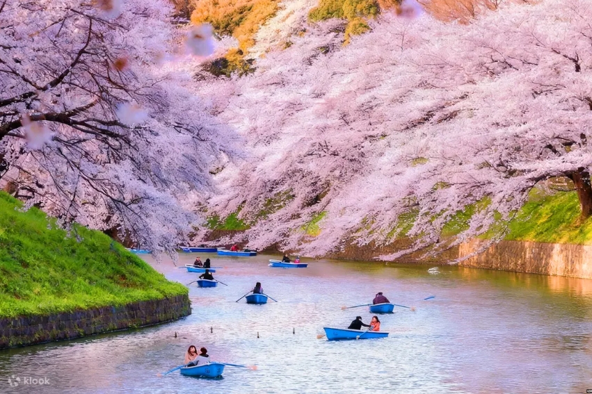 Cherry Blossom Forecast
