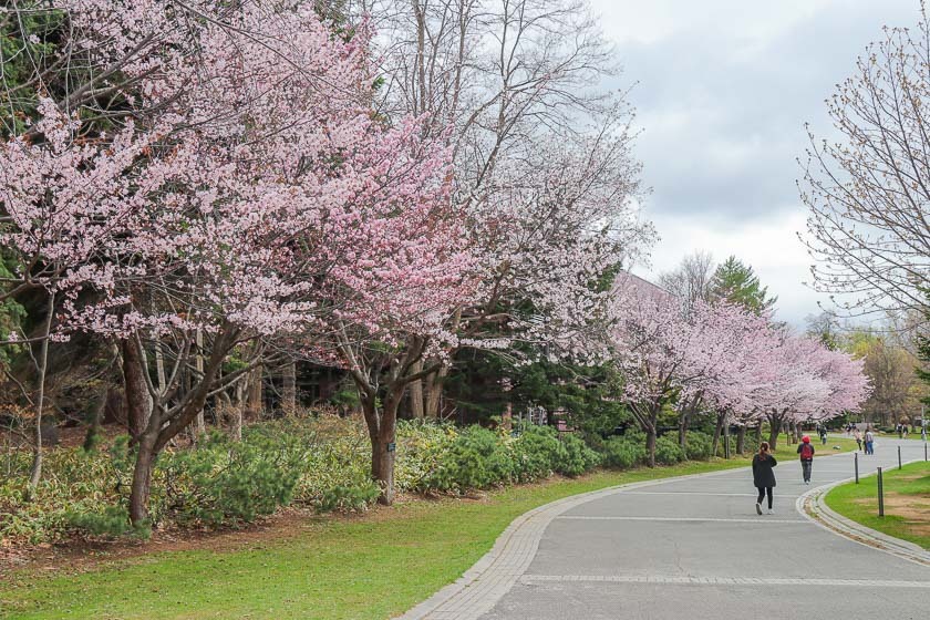 Sapporo Cherry Blossoms