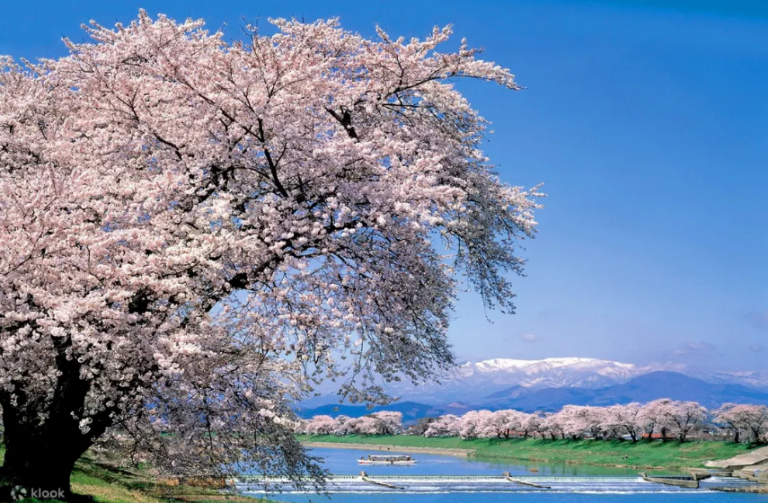 You still have time! Cherry Blossom Latest Update (4 April 2026)