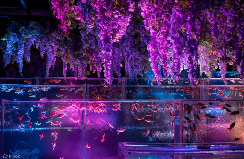 Art Aquarium Ginza Wisteria and Hydrangeas Exhibition