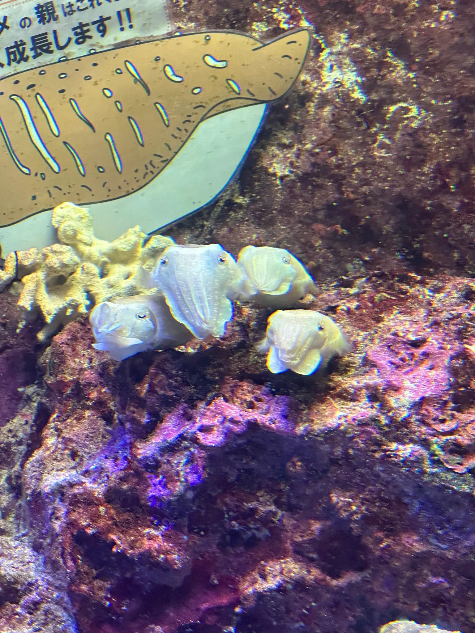 Cuttlefish camouflaged on the seabed