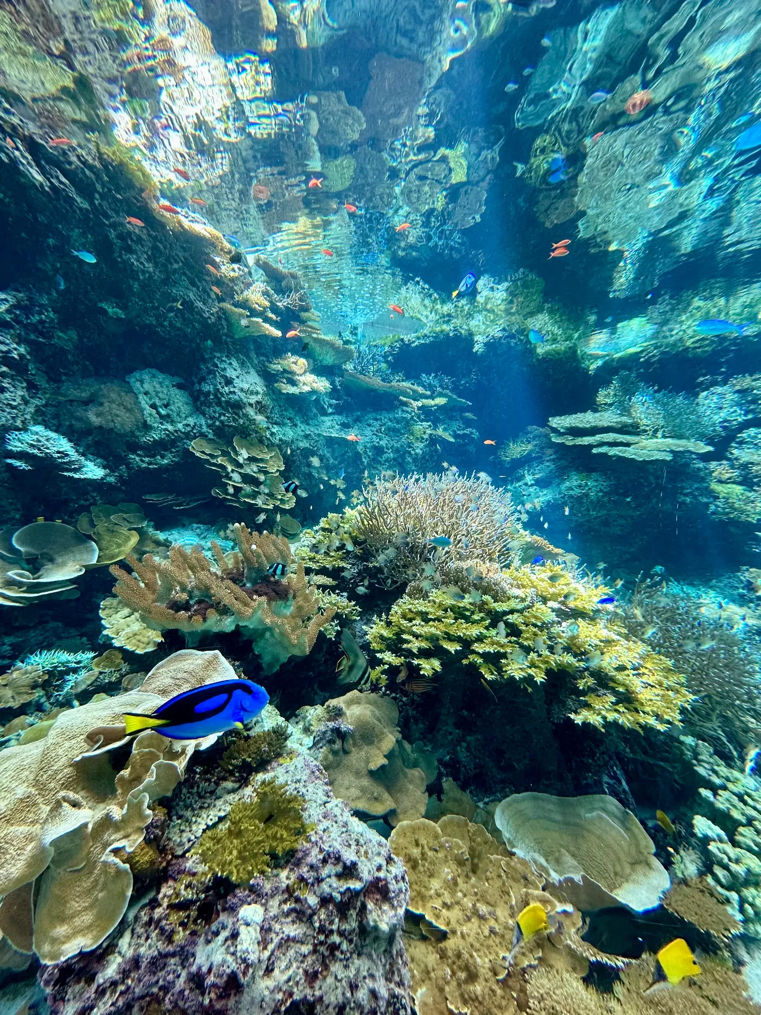 Entrance stairs to the aquarium