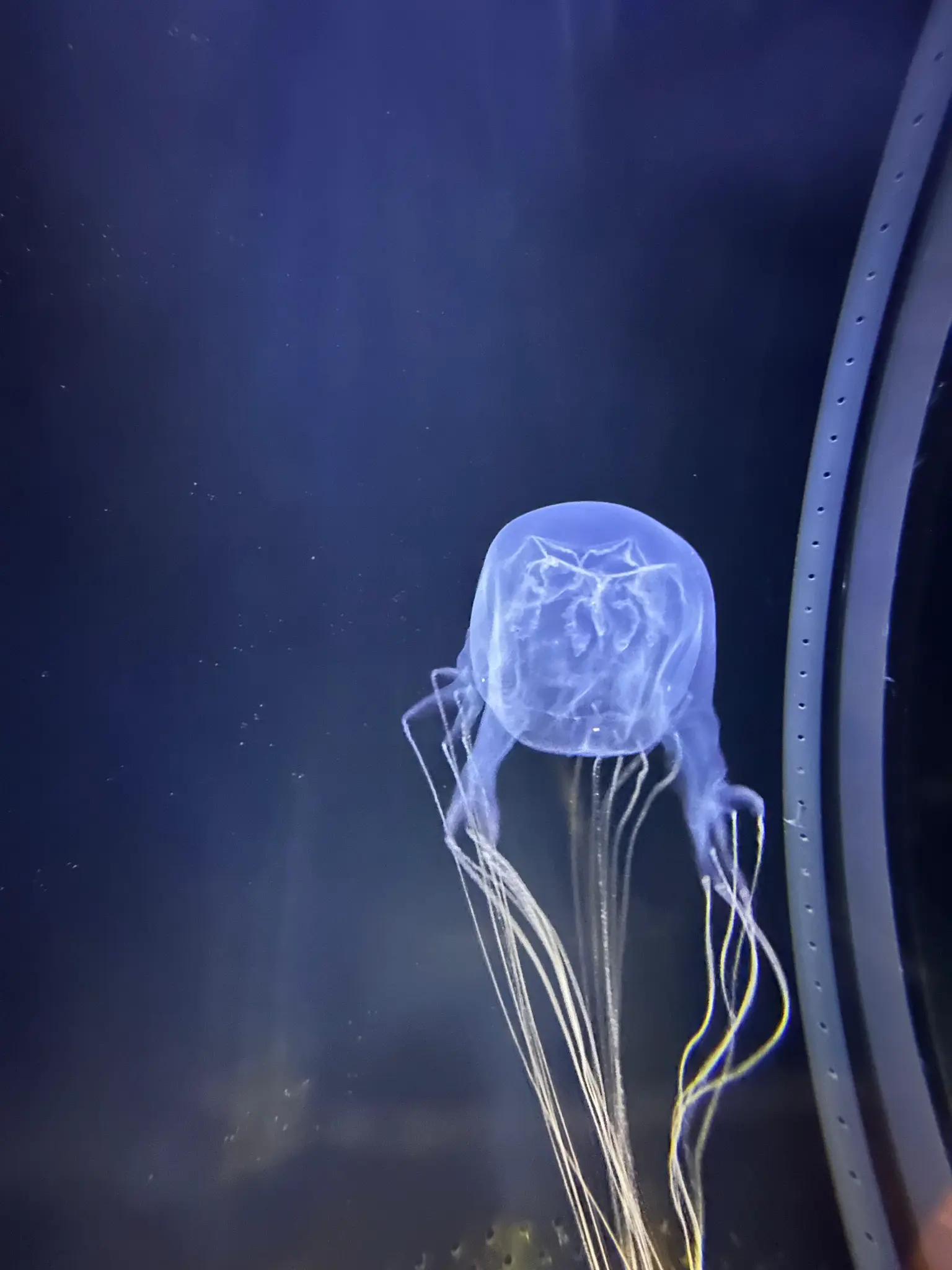 Mesmerizing jellyfish in a dark tank