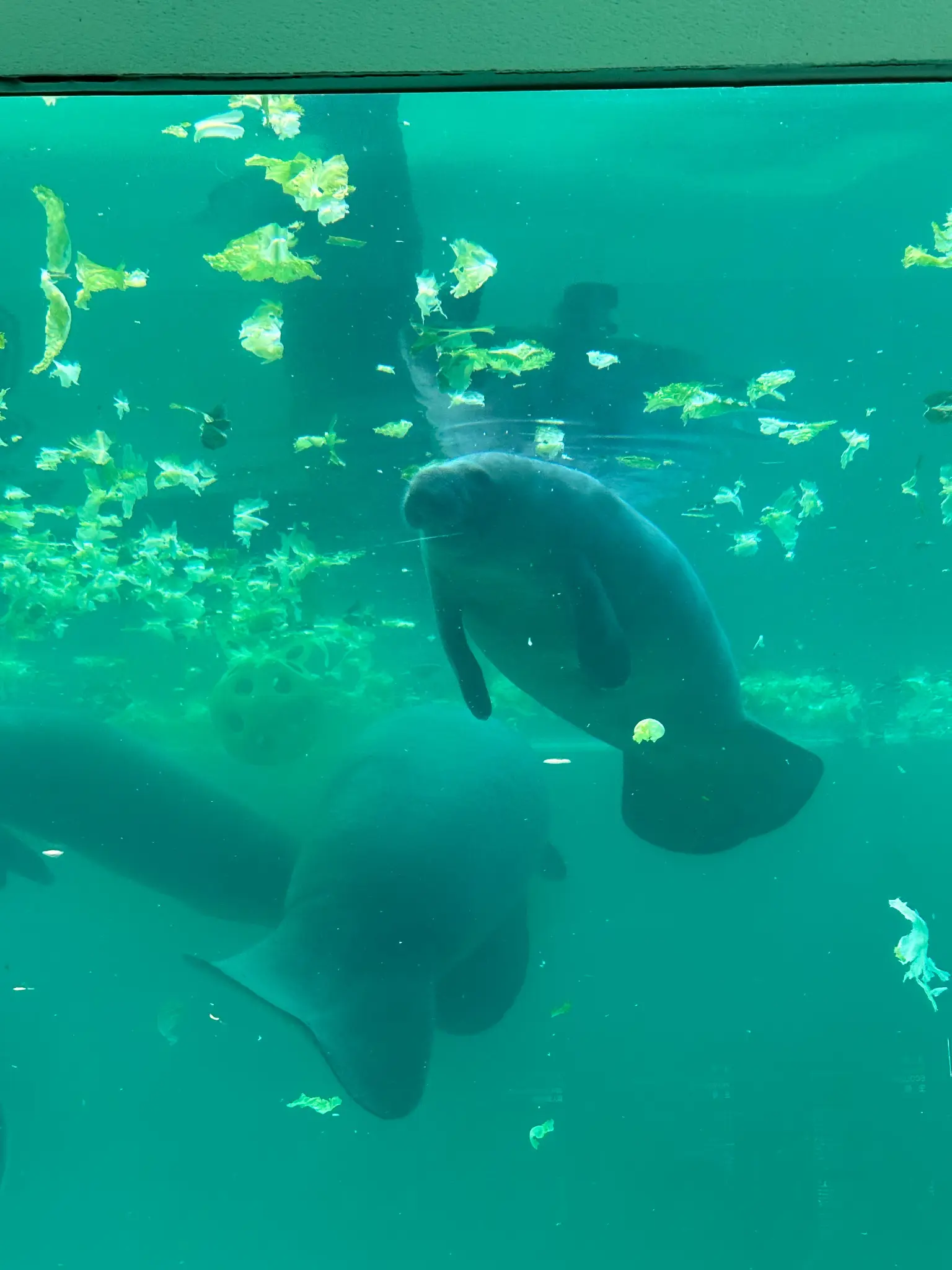 Manatees swimming and eating lettuce