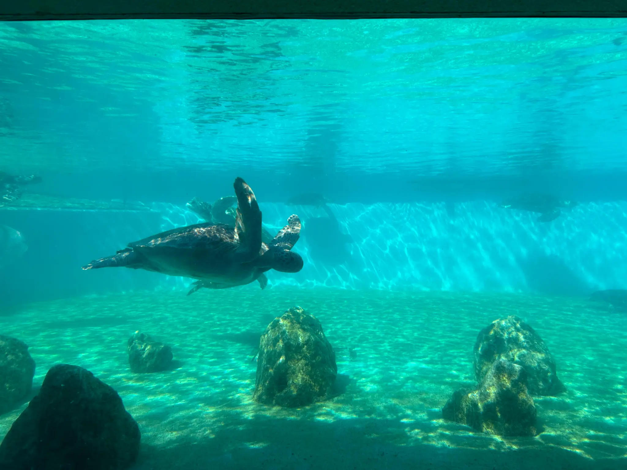 Sea Turtle swimming in a tank