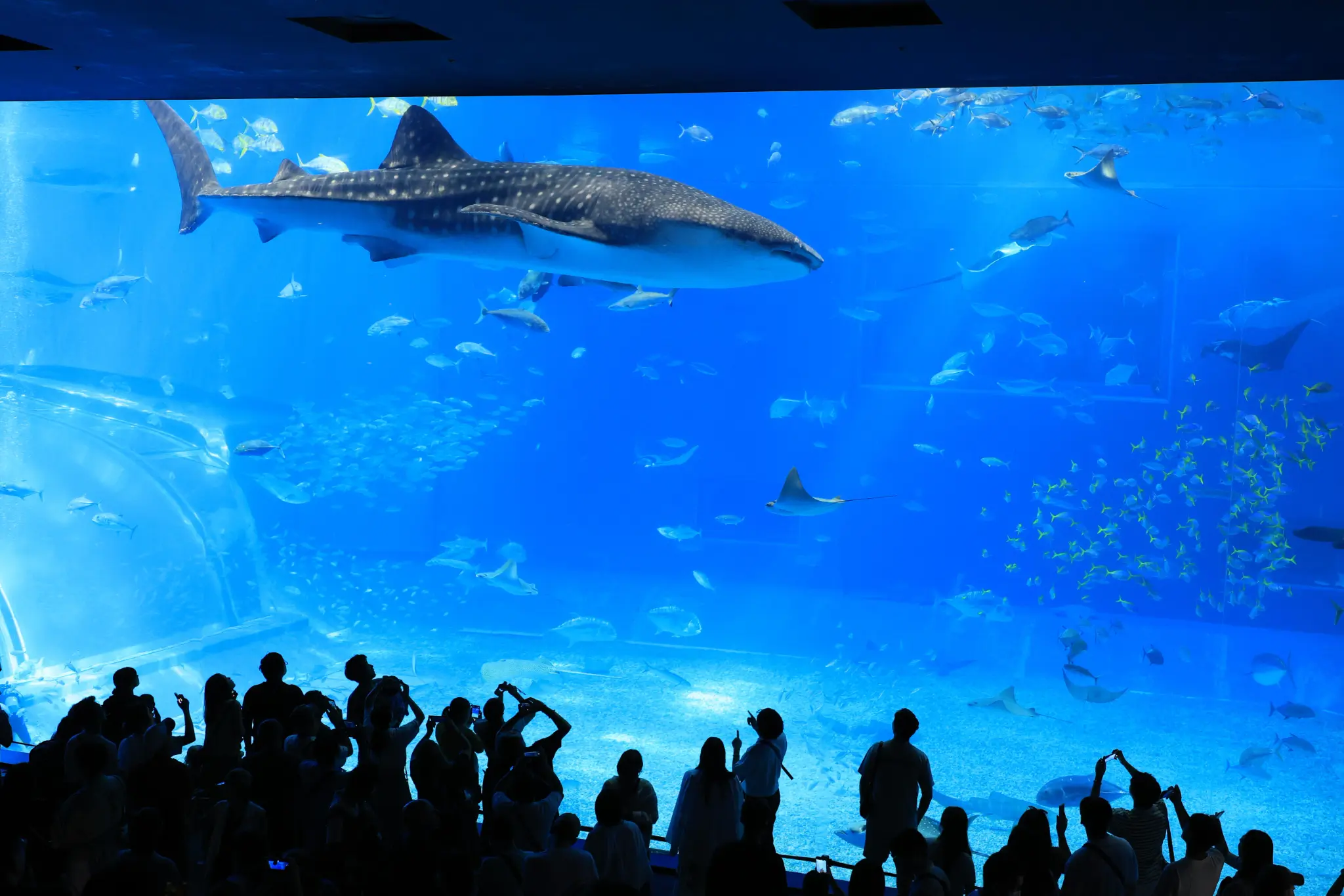 Whale Shark in Kuroshio Sea Tank