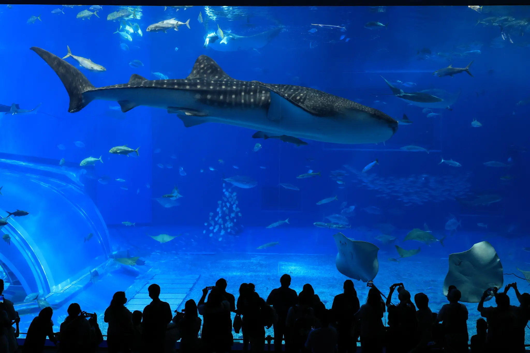 Whale Shark in Kuroshio Sea Tank, different angle
