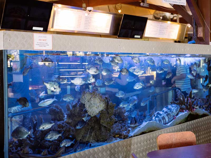 Cicerello's Aquarium Display