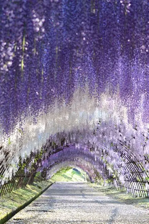 Stunning Wisteria Tunnel
