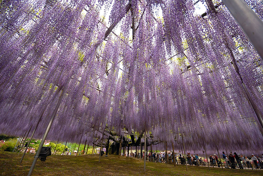 Cascading Wisteria Blooms