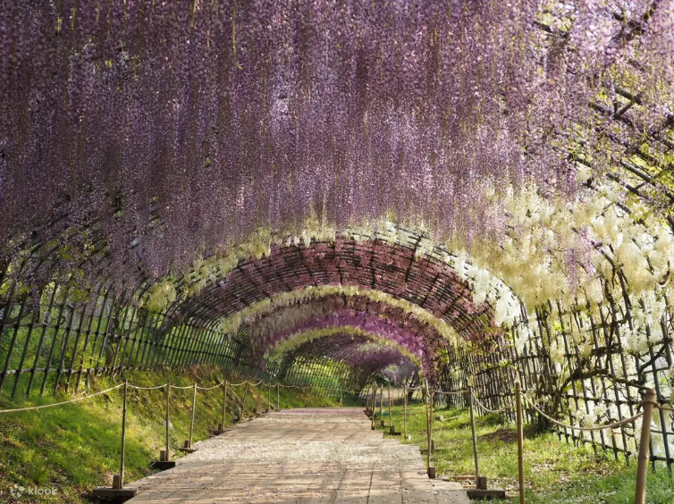 Kawachi Wisteria Garden landscape