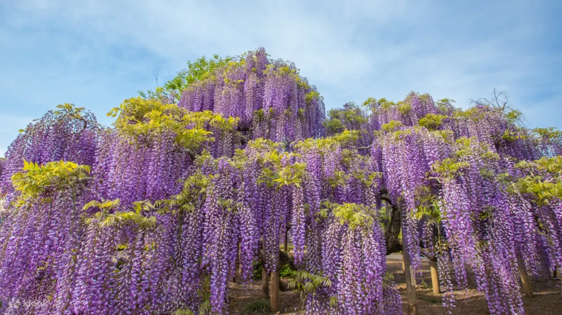 Kawachi Wisteria Garden tunnel