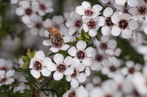 A bee on a Manuka flower