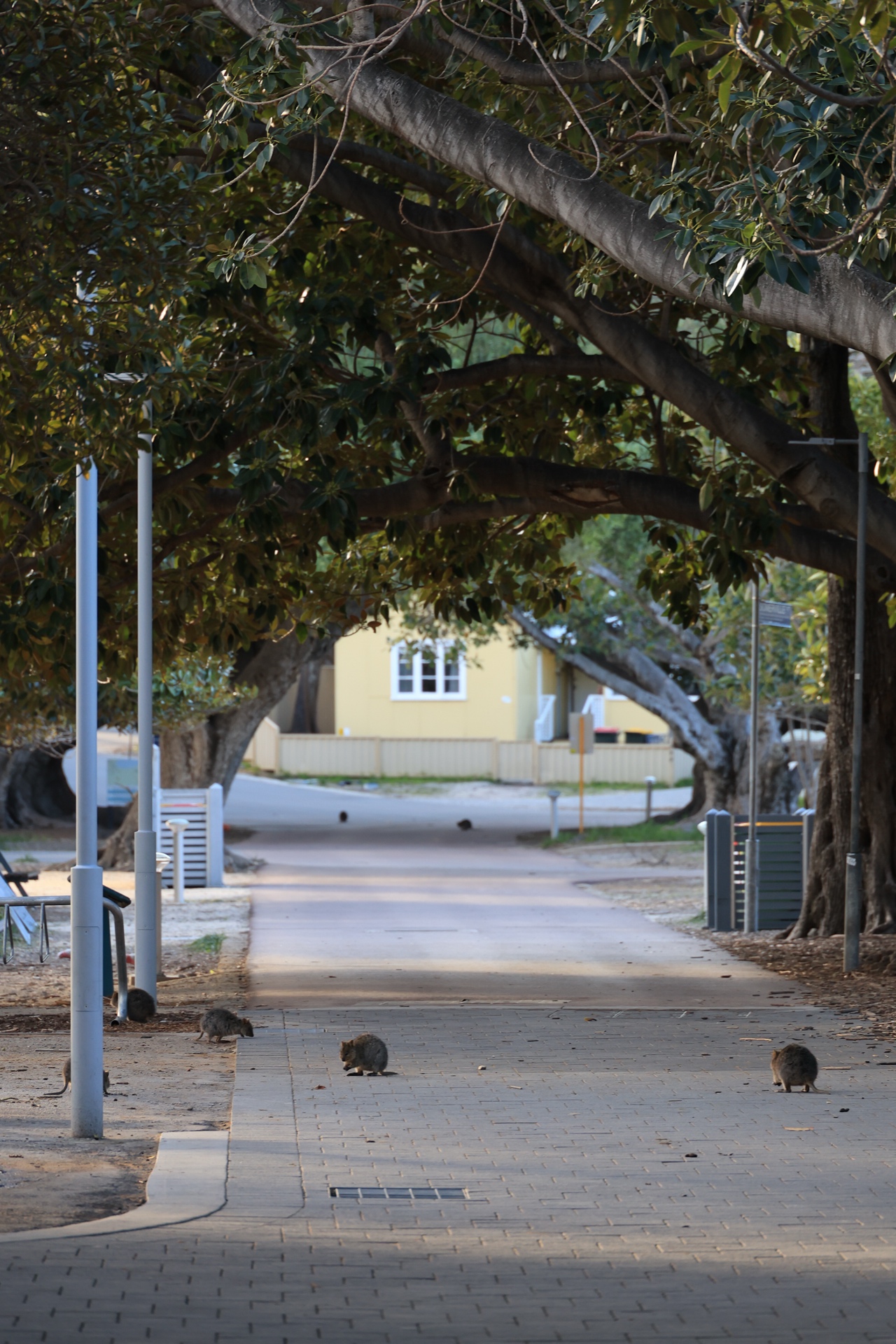 Quokkas roaming the main street of Rottnest Island at dusk