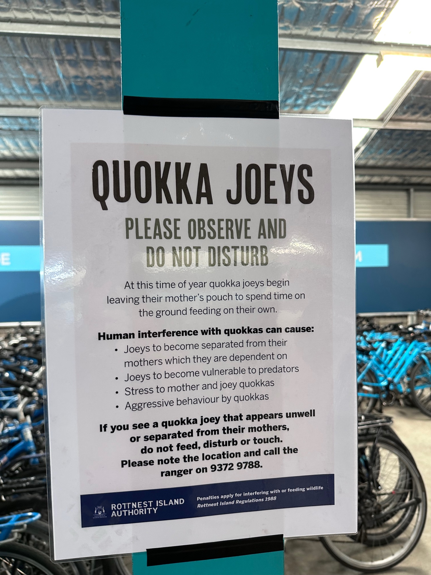 Quokka Joeys warning sign at Rottnest Island bike rental area