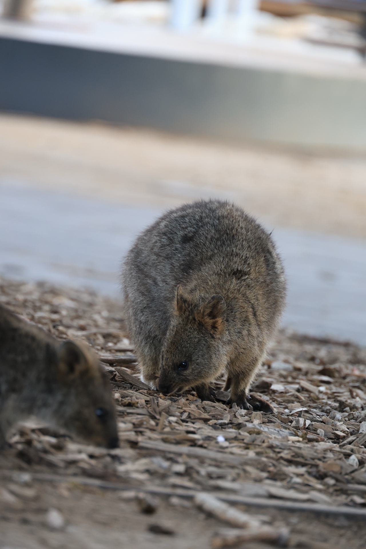 A close-up portrait of a cute quokka on the ground
