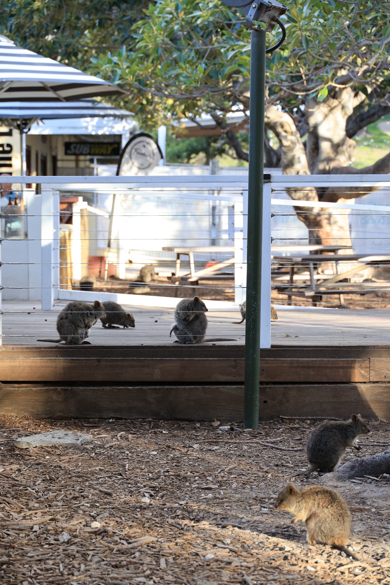 Quokkas gathered near the Subway area on Rottnest Island main street