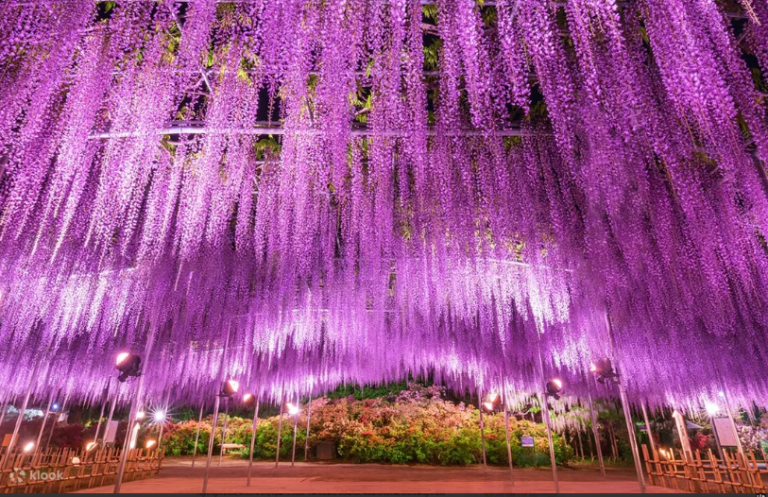 Don’t Wait: Japan’s Most Magical Wisteria Tunnels are Closing Soon