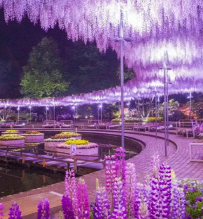 Night illumination of wisteria flowers