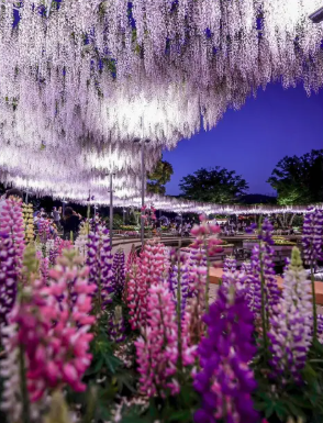 Wisteria tunnel at Ashikaga Flower Park