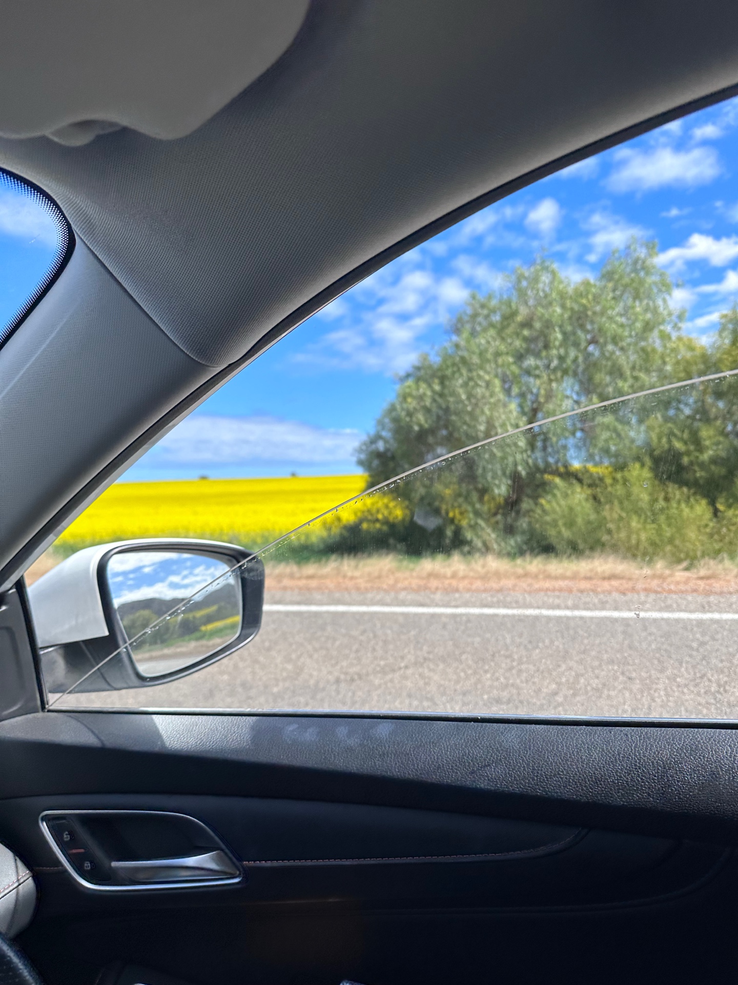 Canola fields view from car window