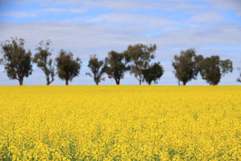 Western Australia’s Winter Gold: A Road Trip Through Canola Country