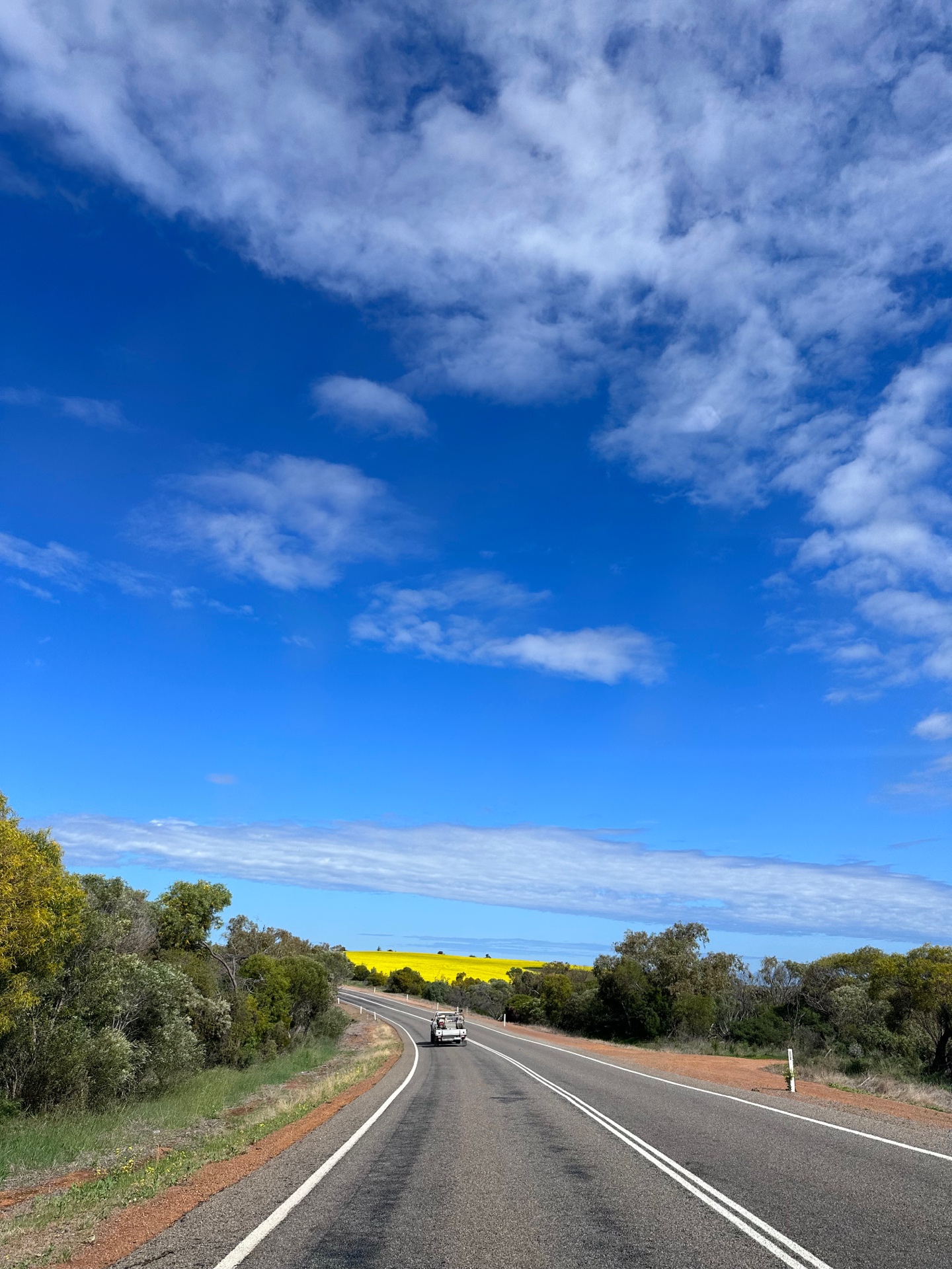 Canola fields from the road