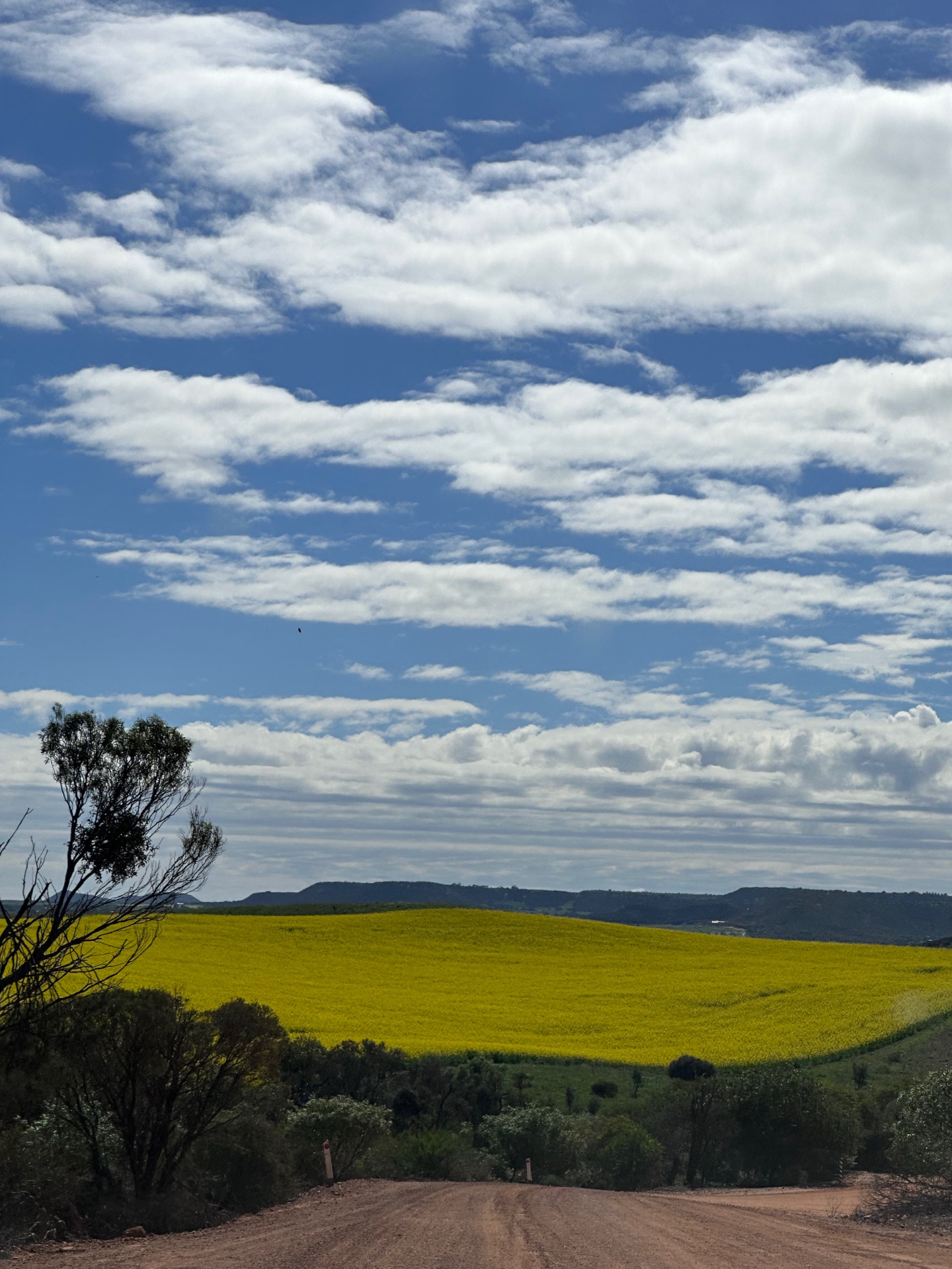 Canola fields covering rolling hills