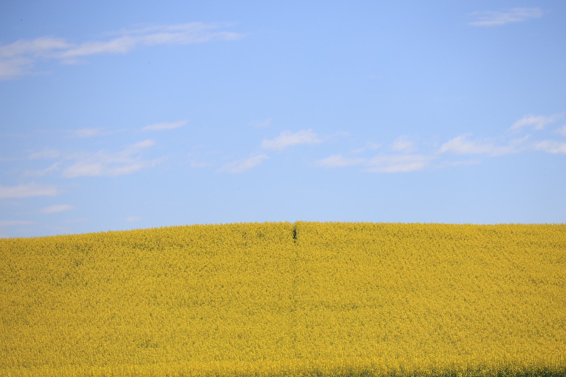 Canola fields stretching to the horizon