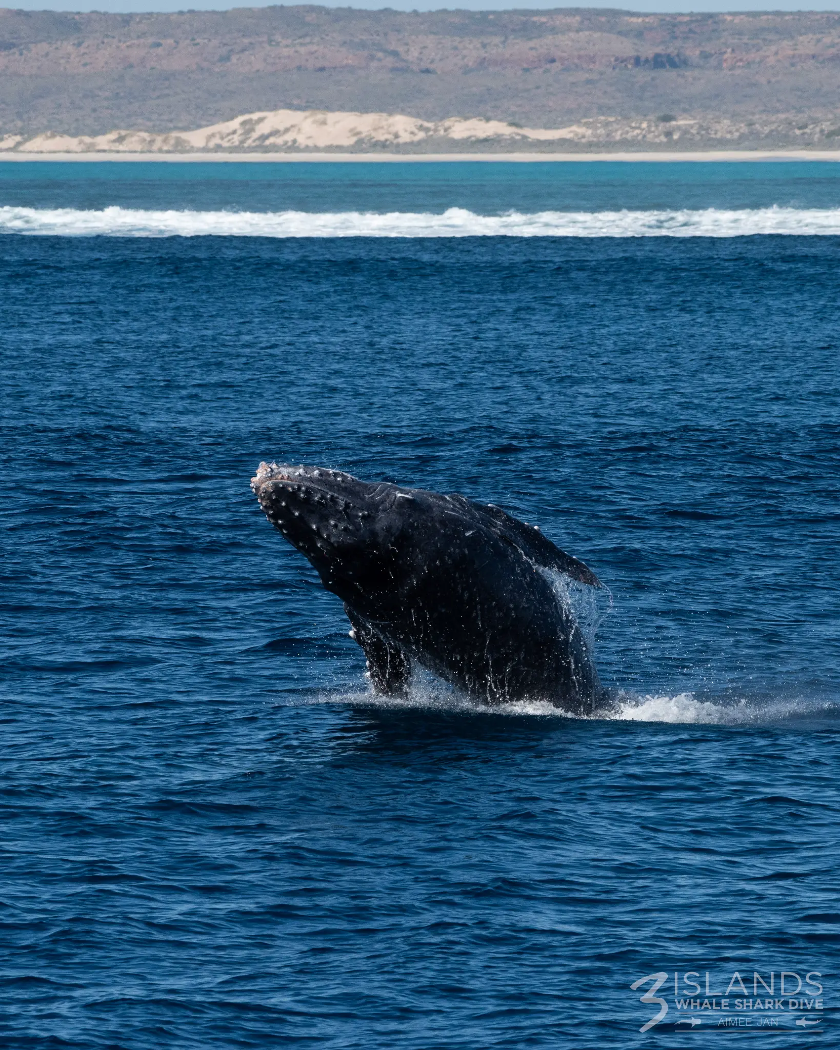 Baby Humpback Whale Jumping