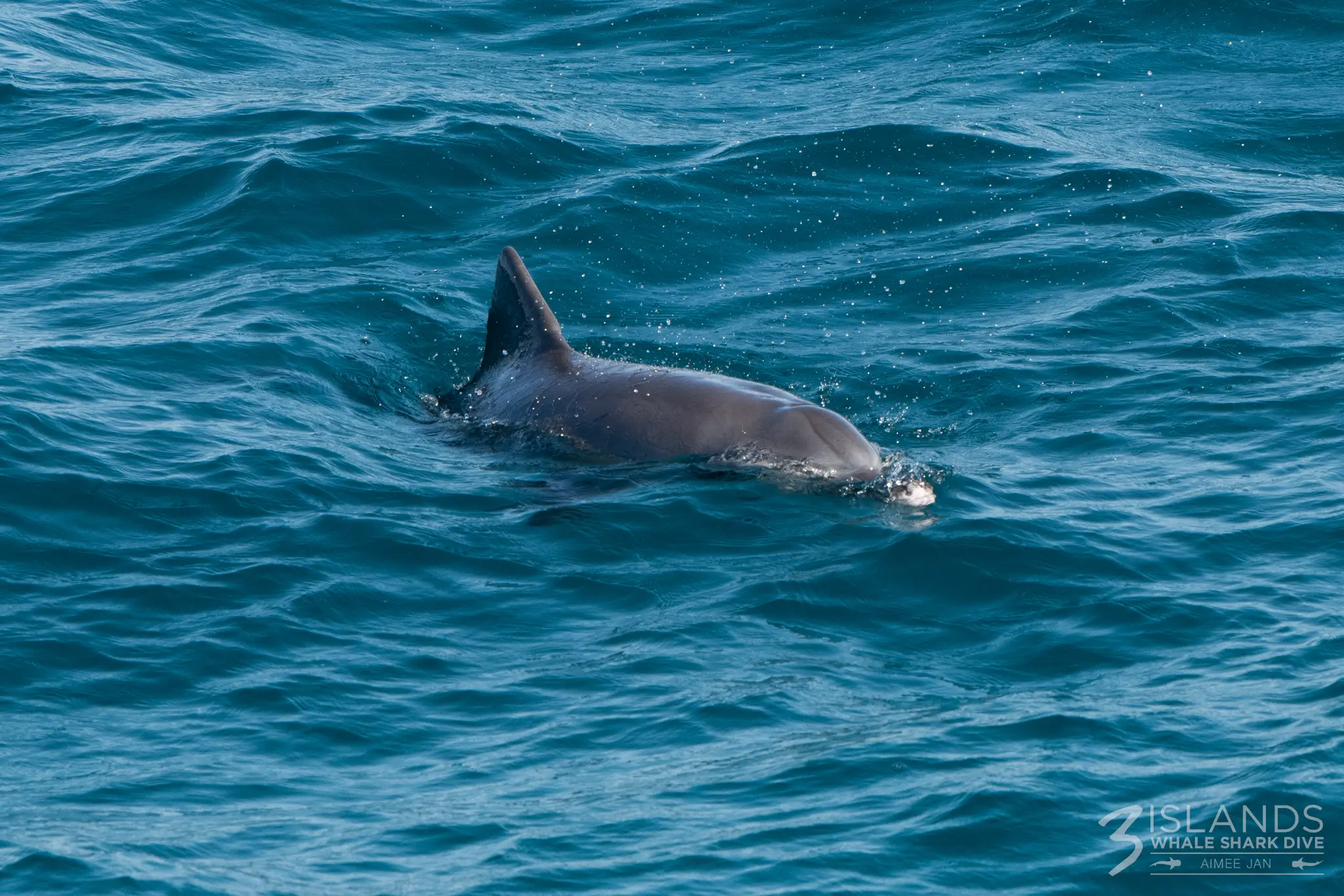 Ningaloo Dolphin