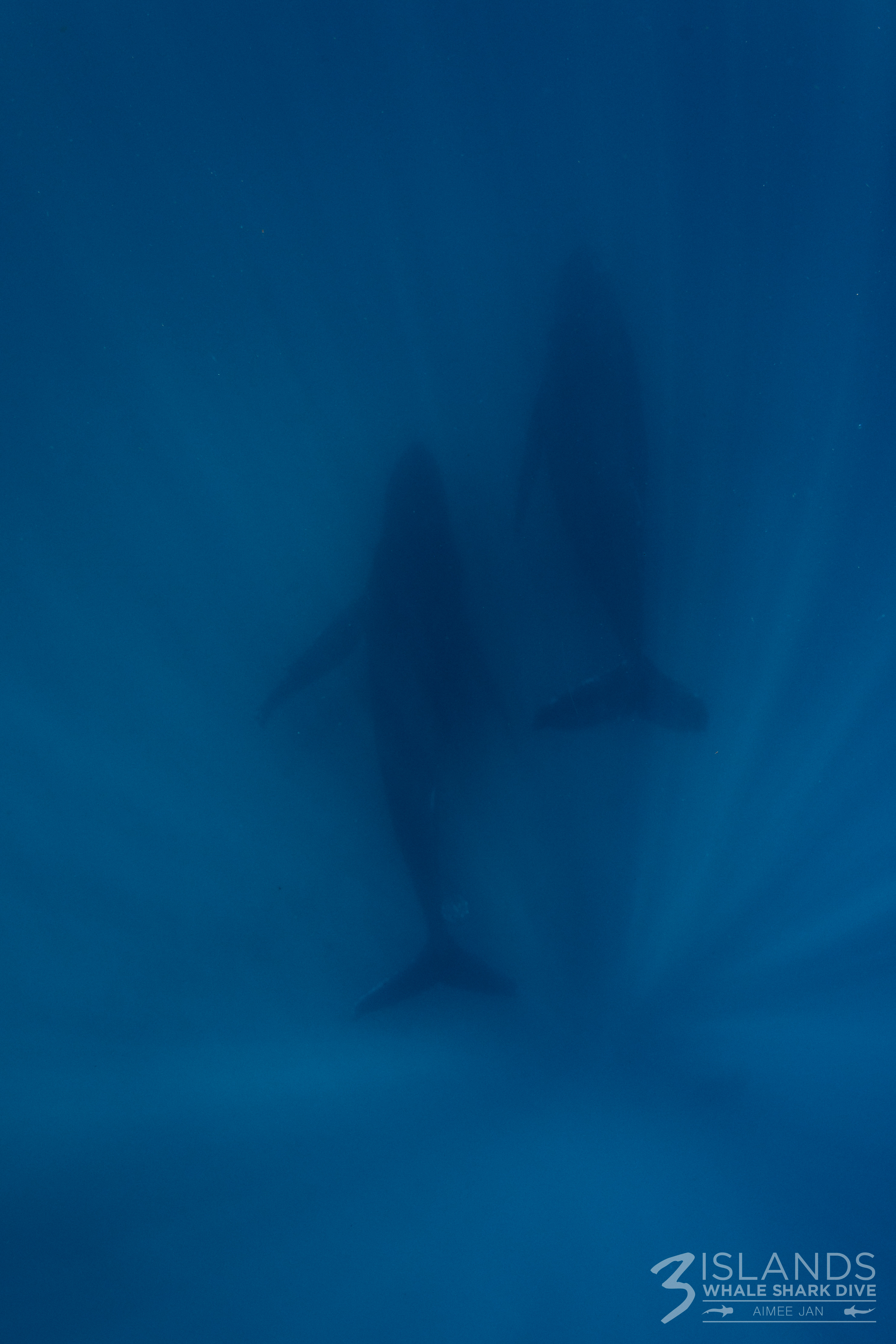 Humpback Whale Underwater 1