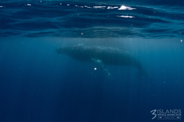 The Ultimate Ningaloo Jackpot: How We Saw Both Sea Giants in One Trip 🎰✨