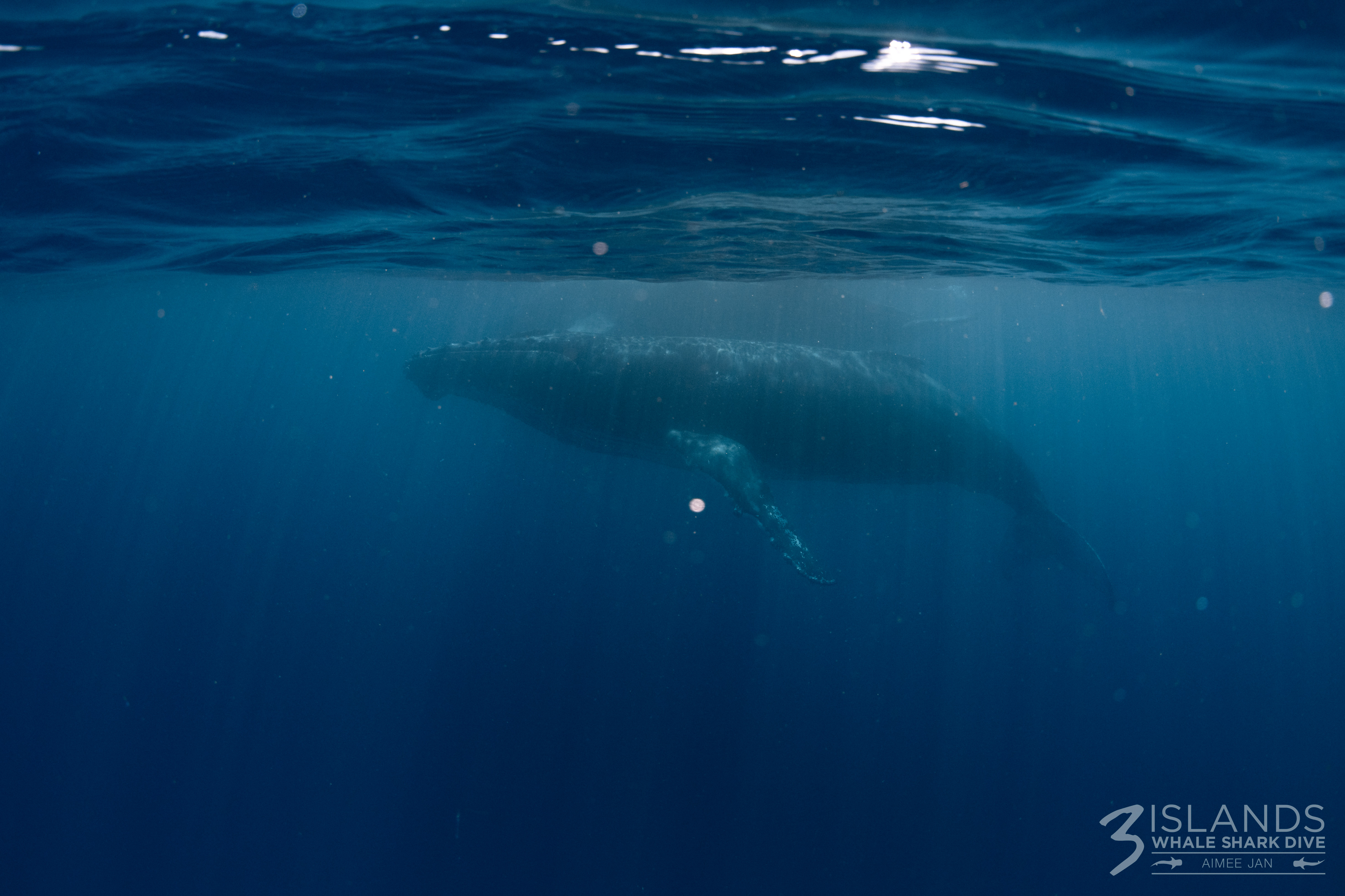 Humpback Whale Underwater 2
