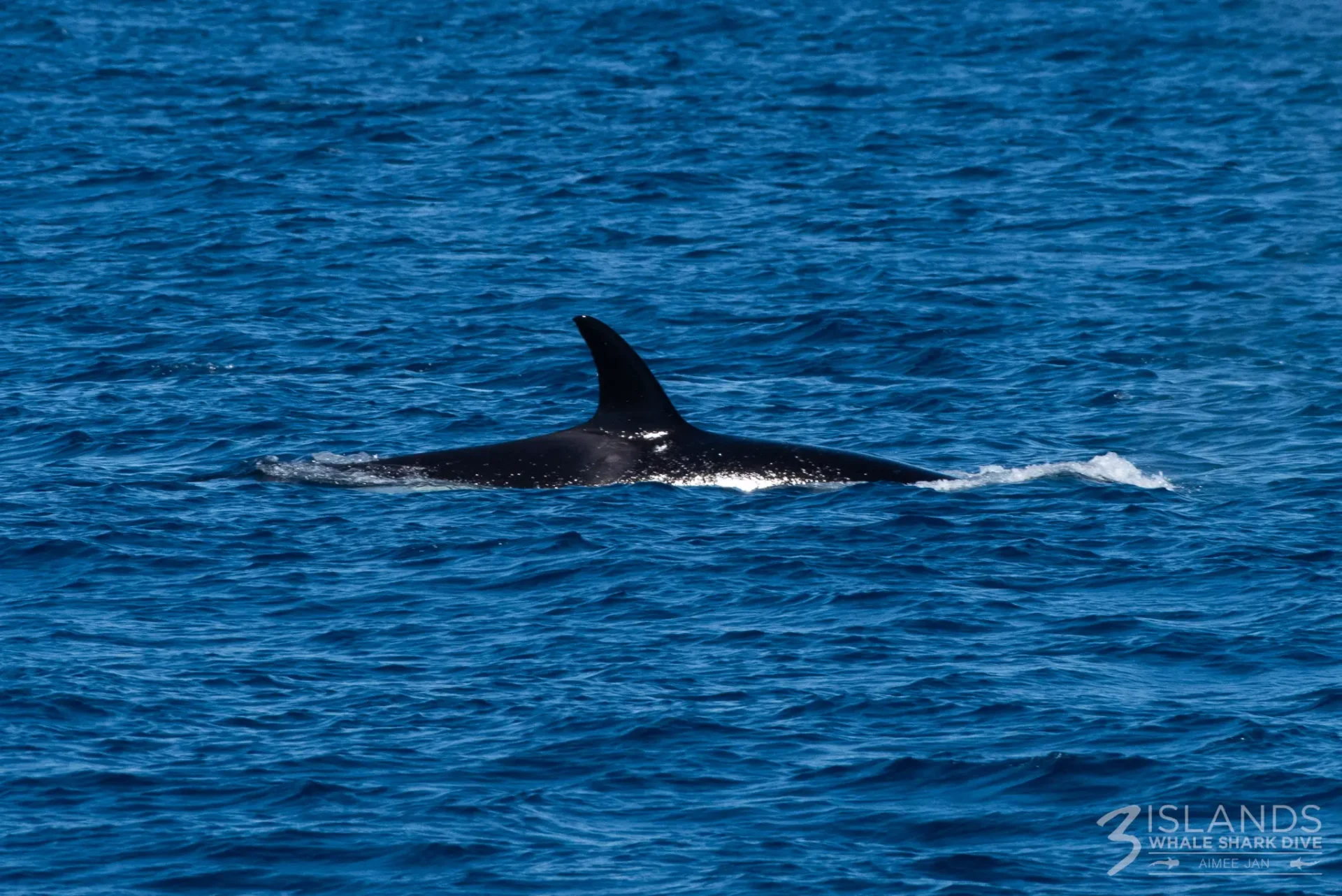Ningaloo Orca