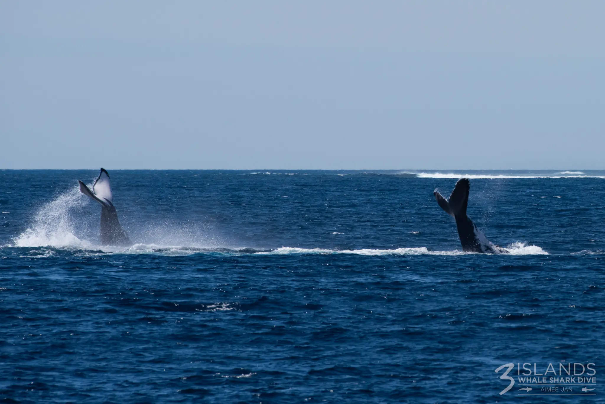 Two Humpback Whales