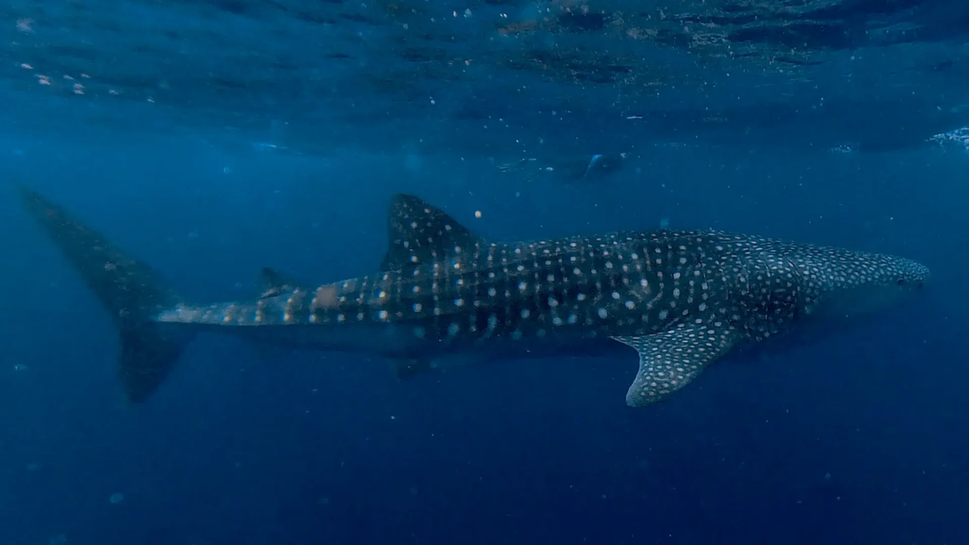 ningaloo_whale_shark