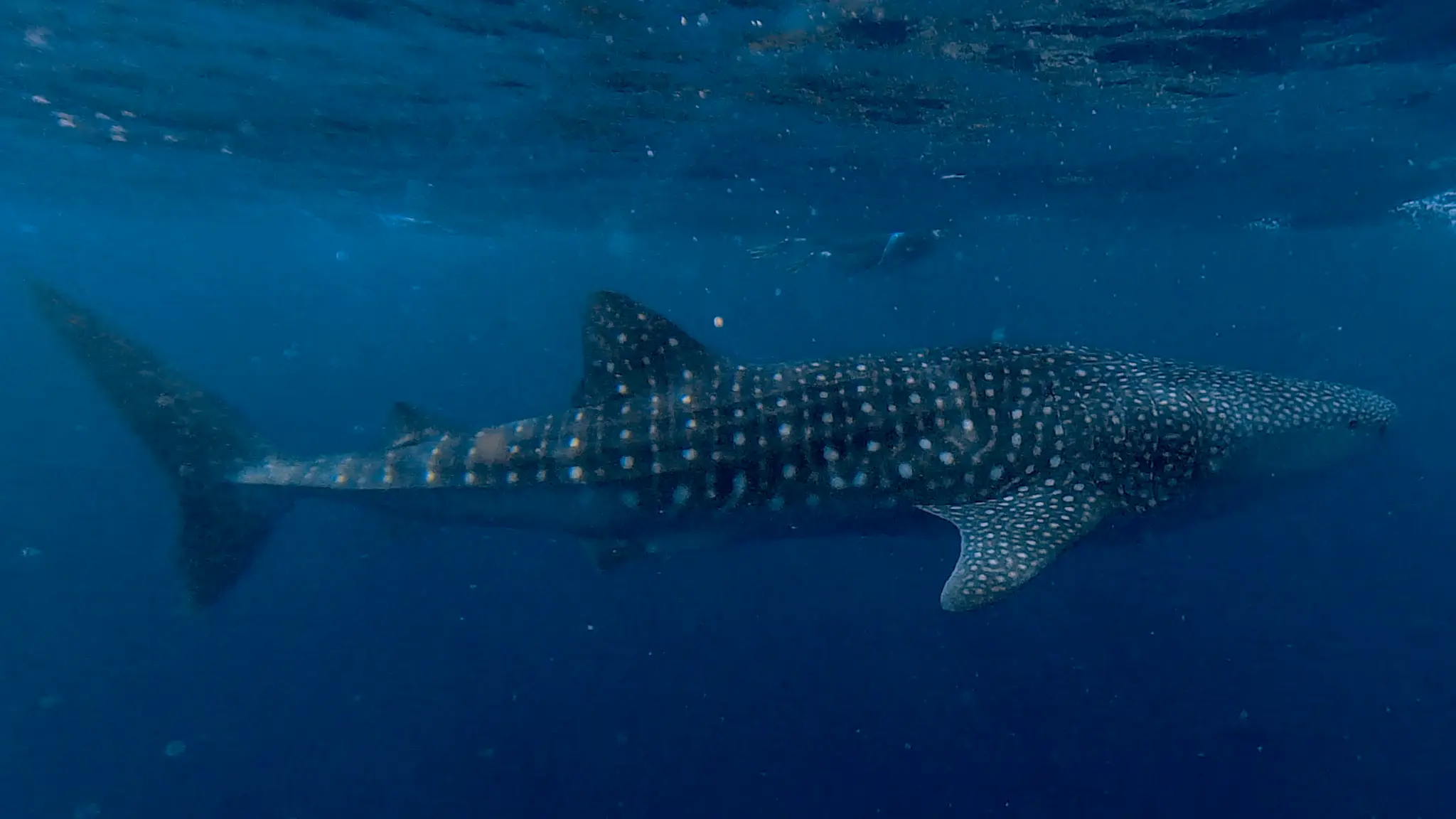 The Whale Shark
