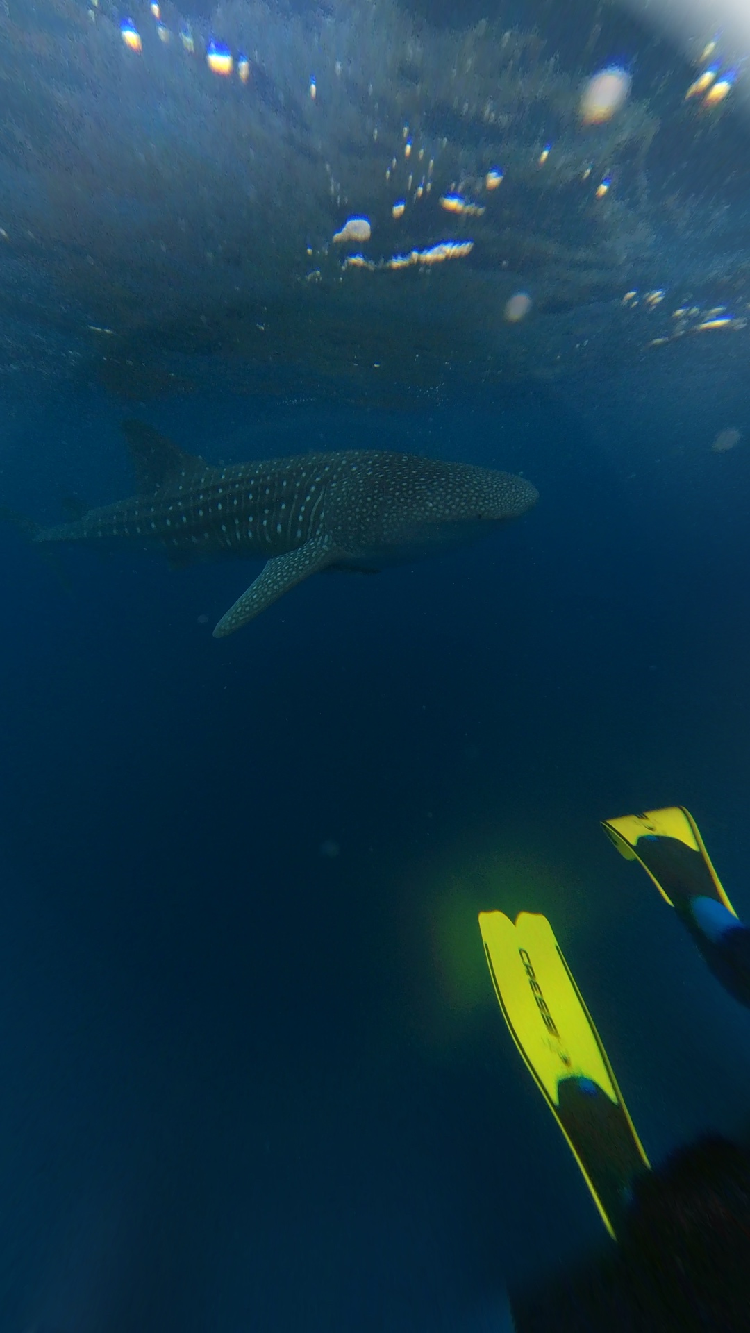 Encountering the Whale Shark