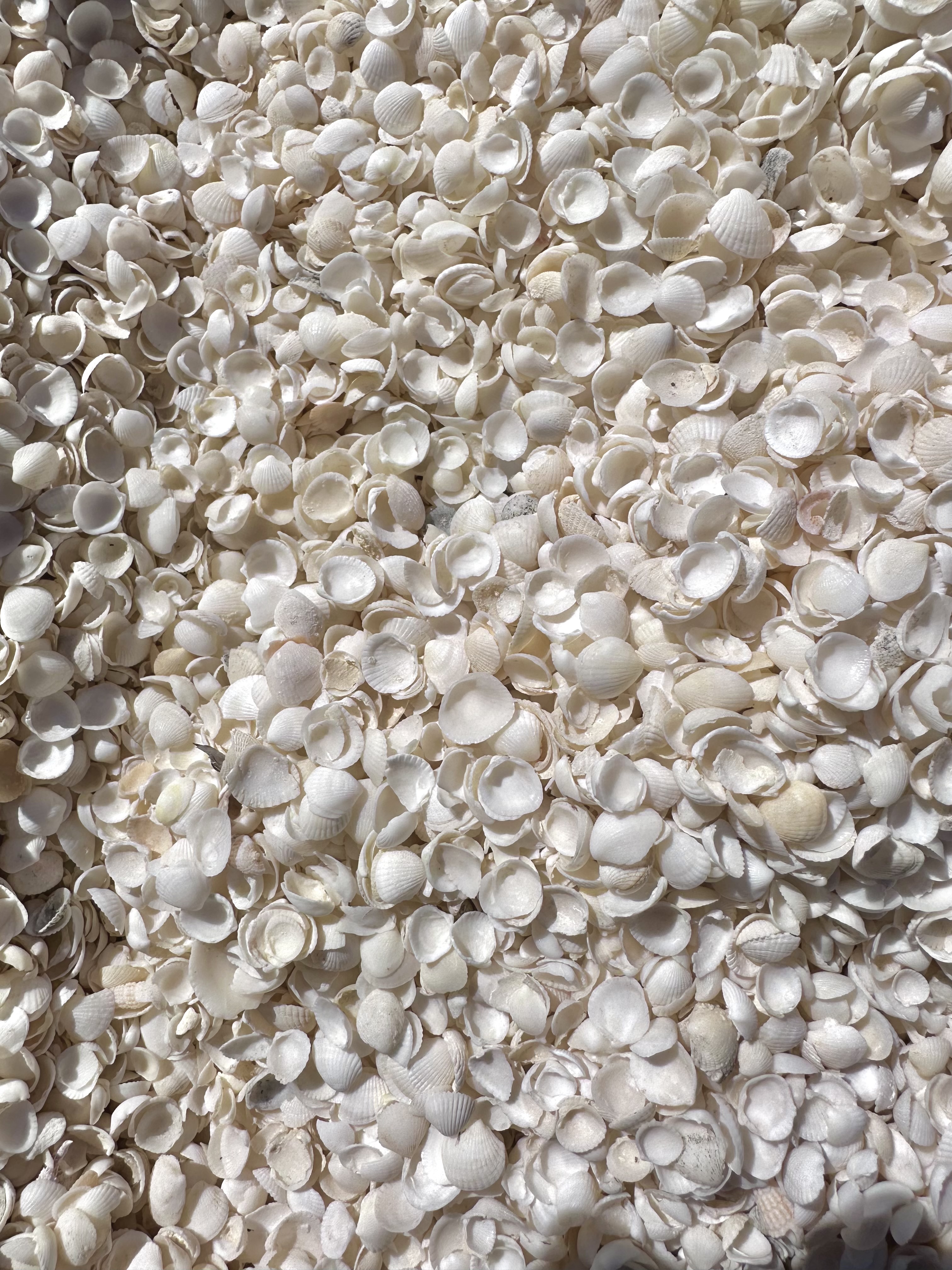 Shell Beach Cockle Shells Close-up