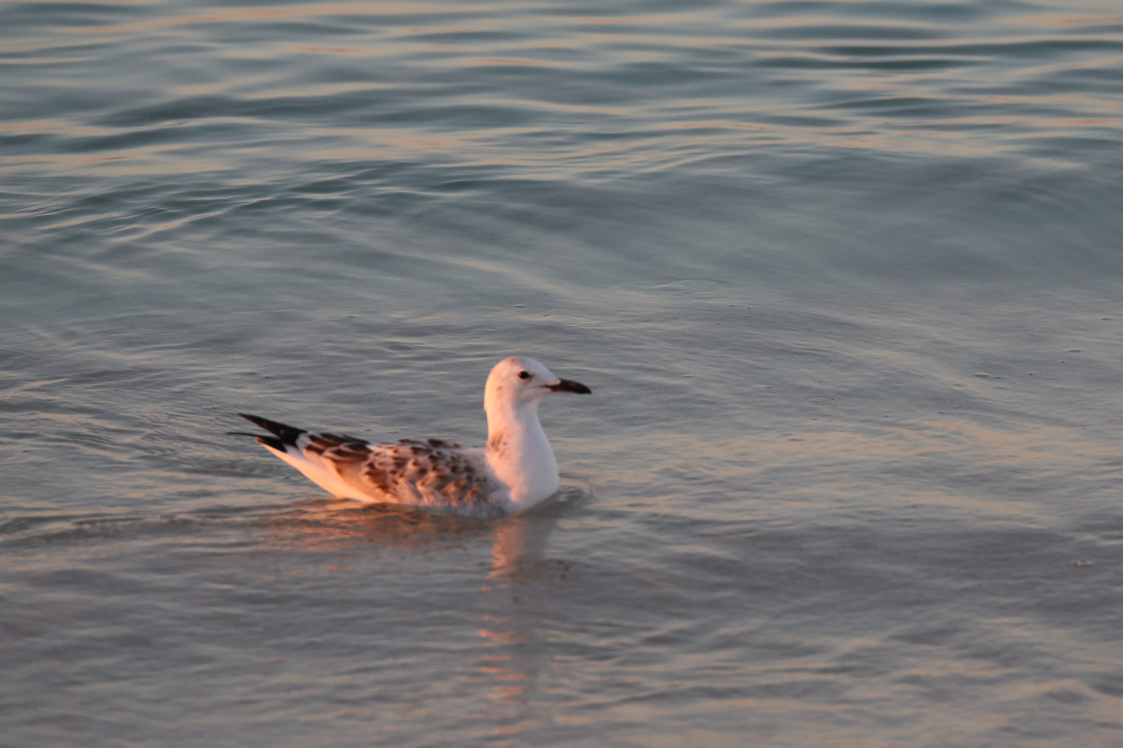 Turquoise Bay Seagull Sunset