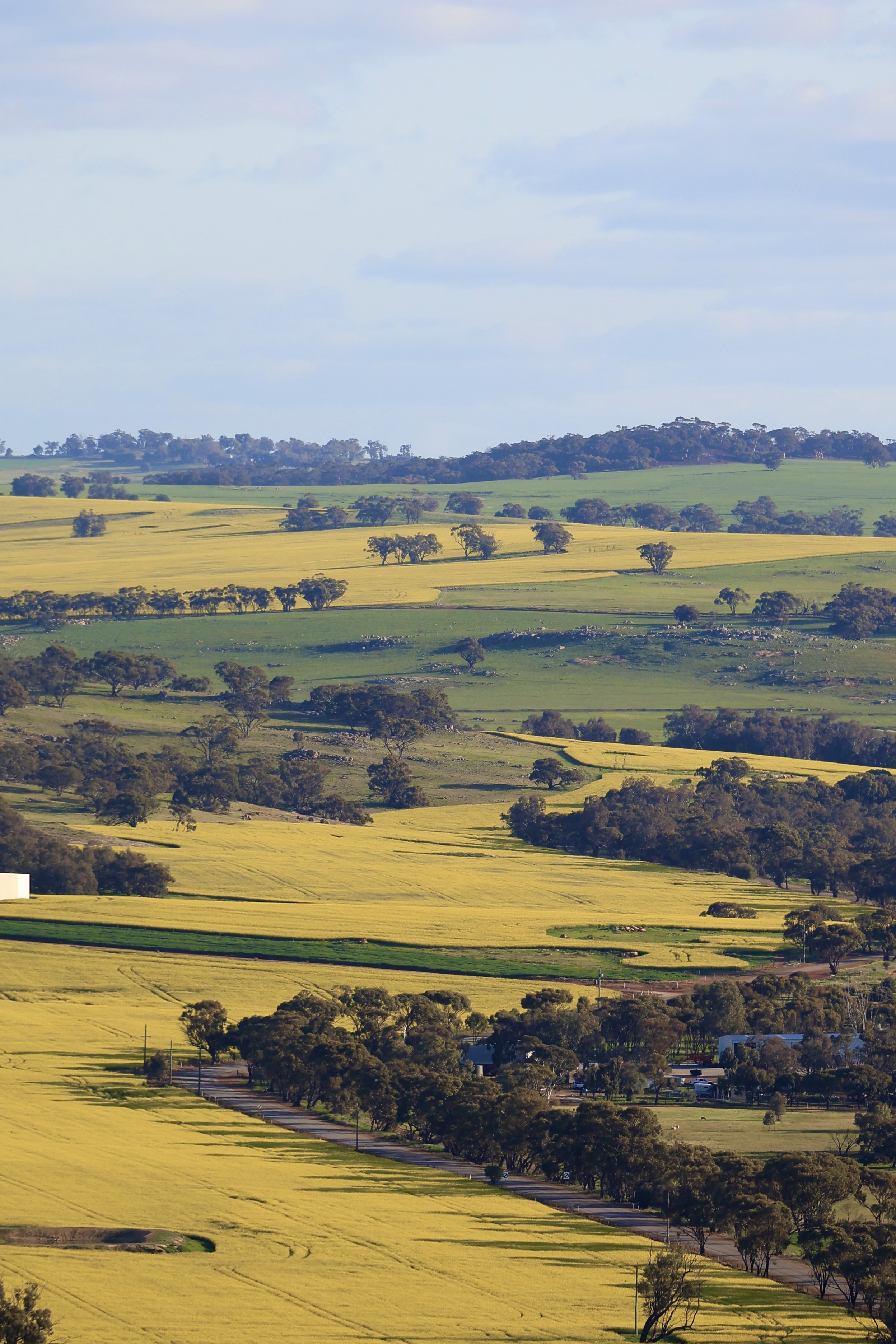 Another aerial view of York canola fields