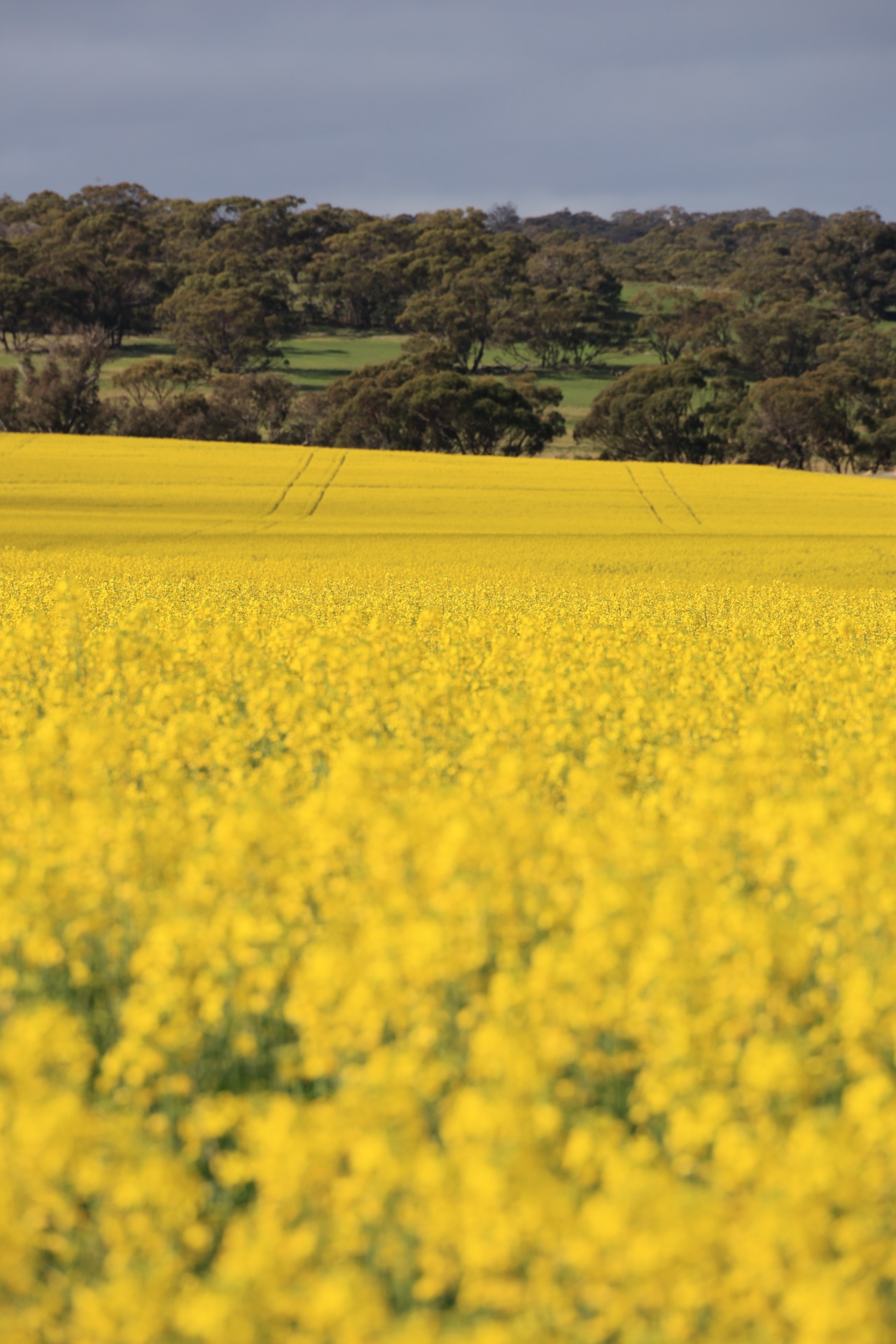 Close-up of canola flowers in York