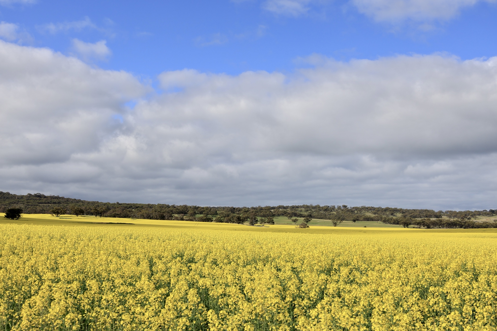 Wide view of canola fields in York